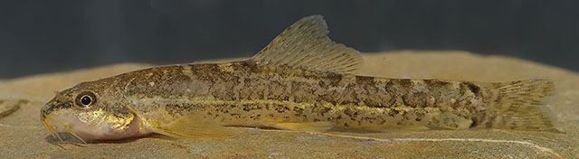 Oxynoemacheilus argyrogramma