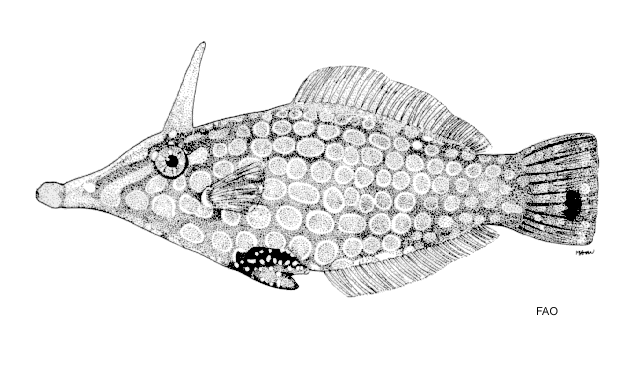Oxymonacanthus longirostris