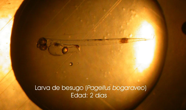 Pagellus bogaraveo