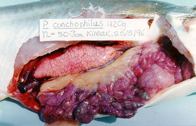 Pangasius conchophilus