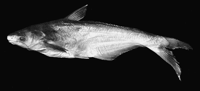 Pangasius lithostoma