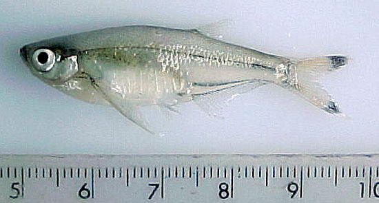 Parachela maculicauda