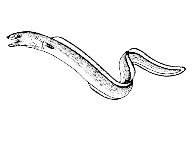 Paraconger notialis