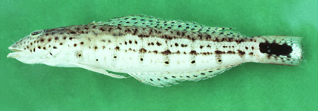 Parapercis hexophtalma