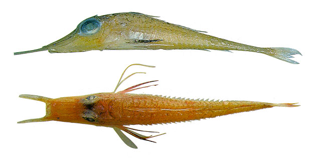 Pegra_u1.jpg