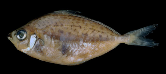Photolateralis antongil