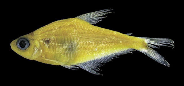 Phenacogaster napoatilis