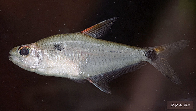 Phenacogaster wayana