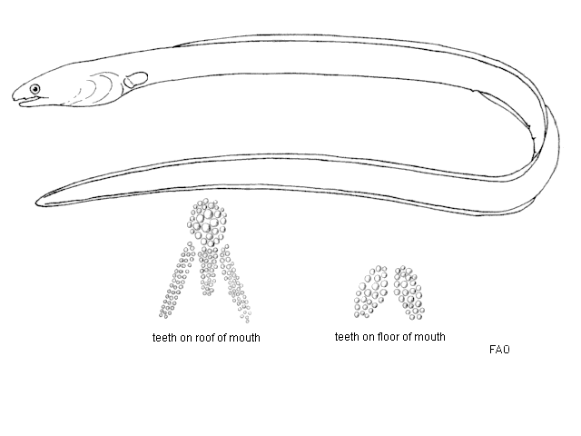 Pisodonophis boro