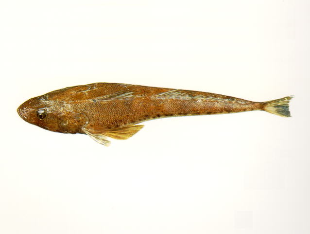 Platycephalus bassensis