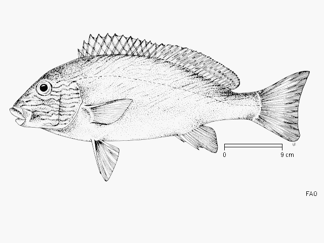 Plectorhinchus flavomaculatus
