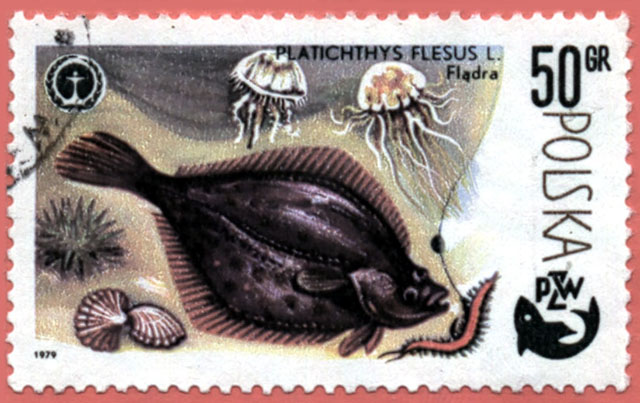 Platichthys flesus