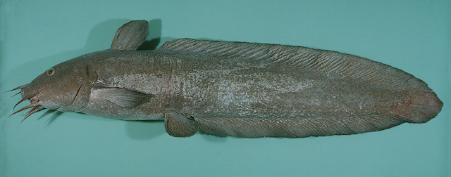 Plotosus limbatus