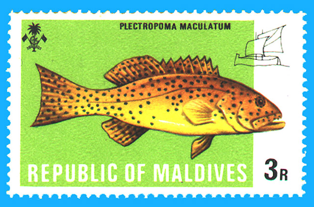 Plectropomus maculatus