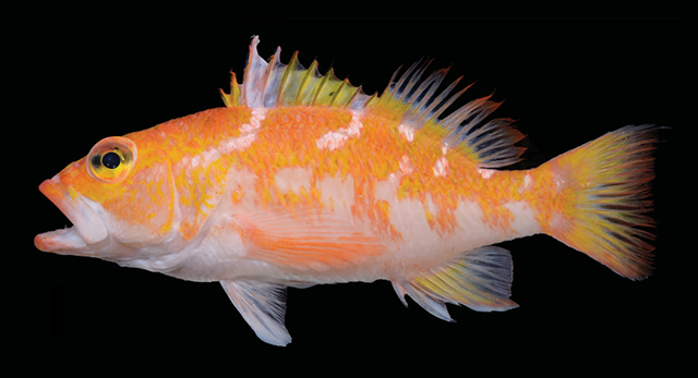 Plectranthias purpuralepis