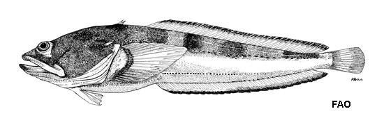 Porichthys bathoiketes