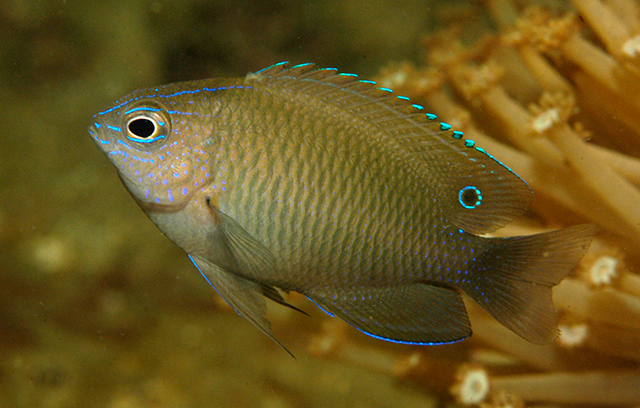 Pobin_j0.jpg