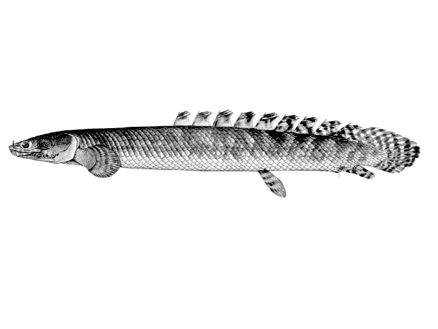 Polypterus ornatipinnis