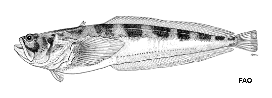 Porichthys pauciradiatus