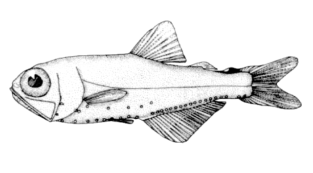 Protomyctophum arcticum