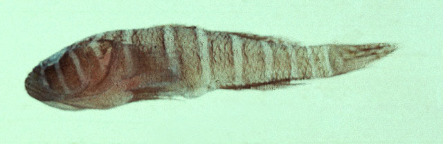 Priolepis cincta