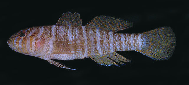 Priolepis cincta