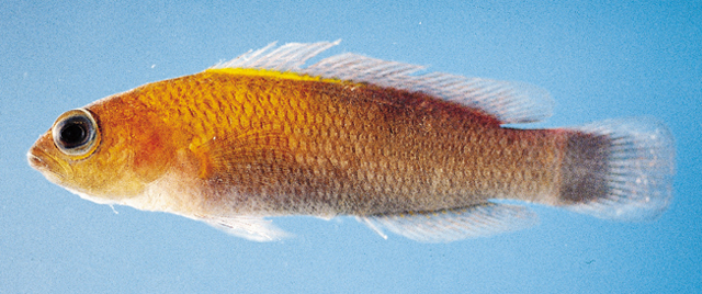 Pseudochromis andamanensis