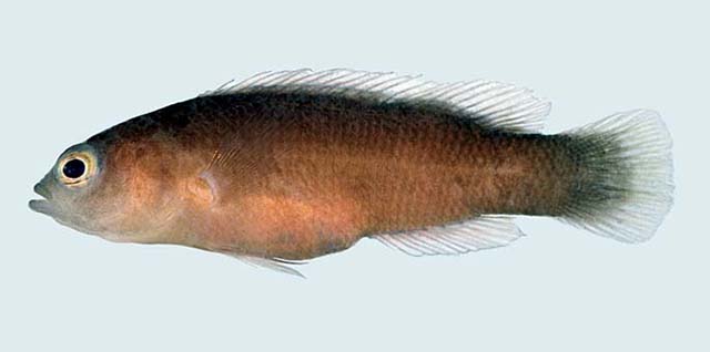 Pseudochromis flammicauda