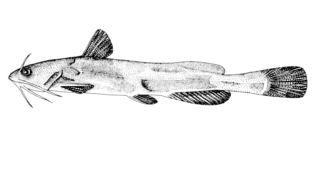 Pseudobagrus koreanus