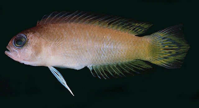 Pectinochromis lubbocki