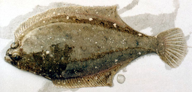 Psettichthys melanostictus