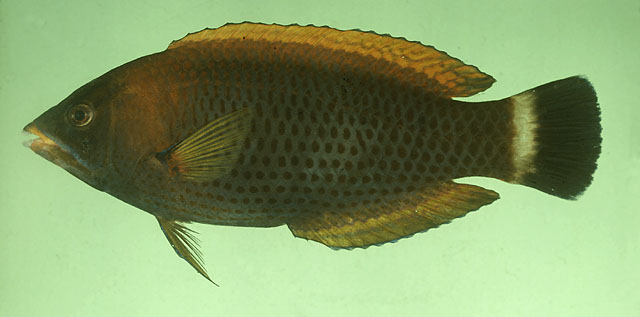 Pseudodax moluccanus