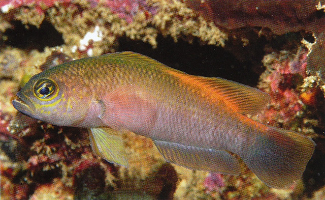 Pseudochromis oligochrysus
