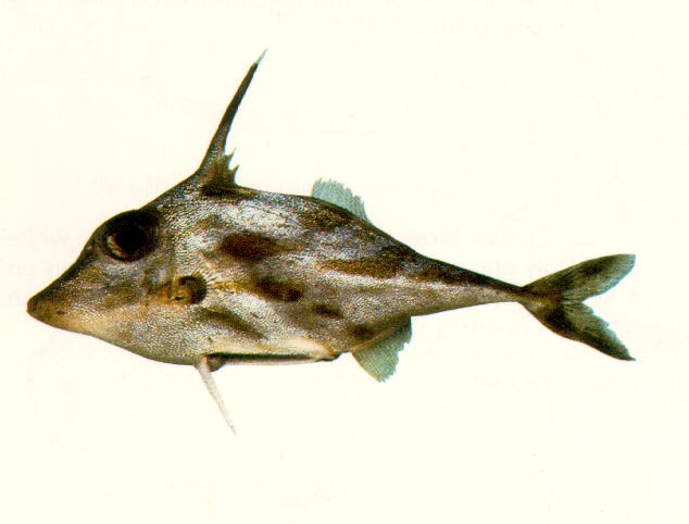 Pseudotriacanthus strigilifer