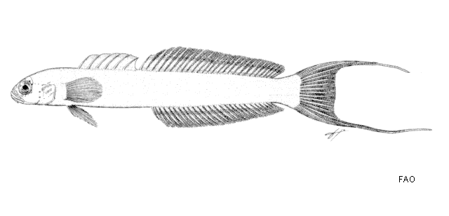 Ptereleotris arabica
