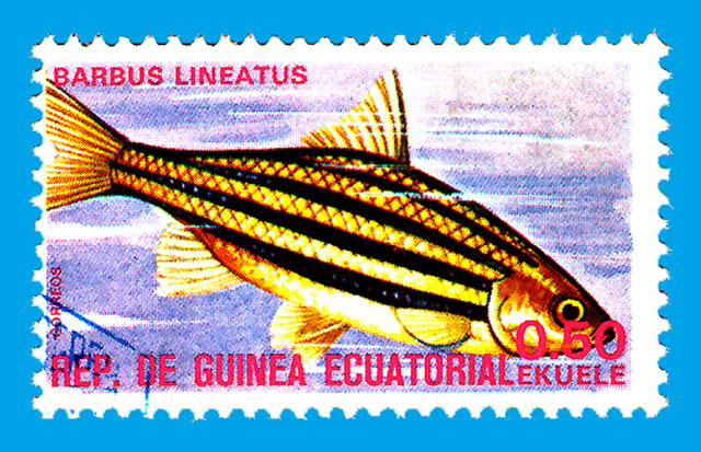 Striuntius lineatus