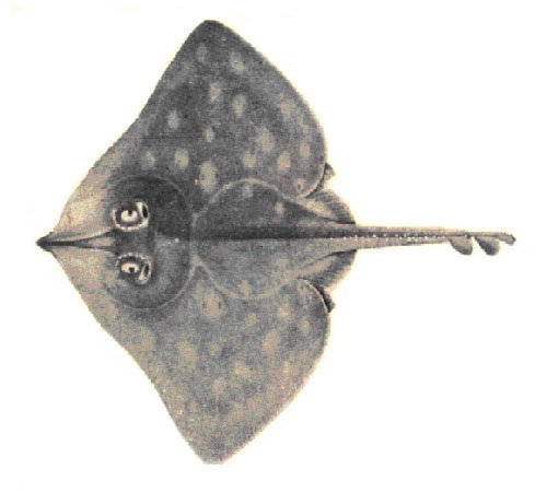 Dipturus chinensis