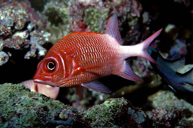 Sargocentron caudimaculatum