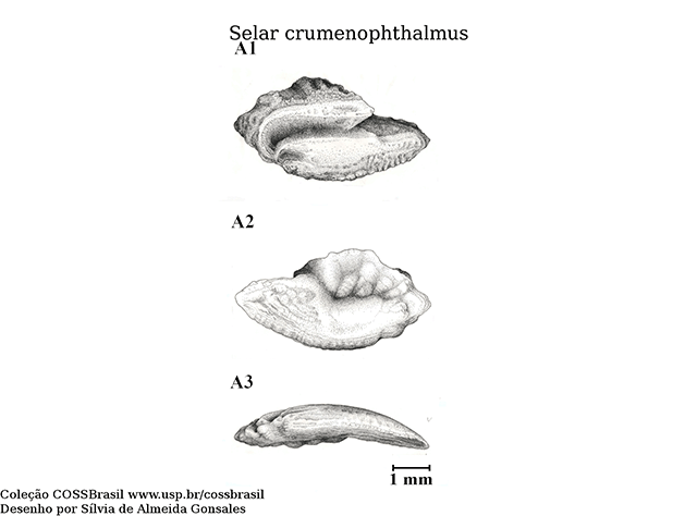 Selar crumenophthalmus