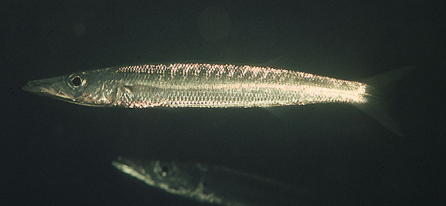 Sphyraena flavicauda