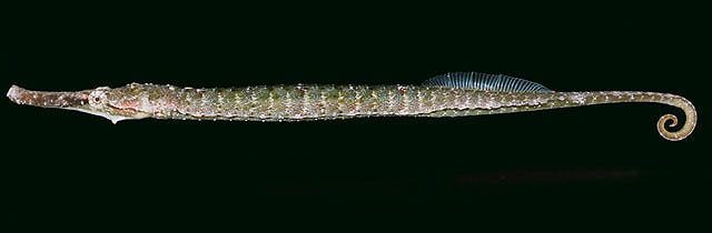 Syngnathoides biaculeatus