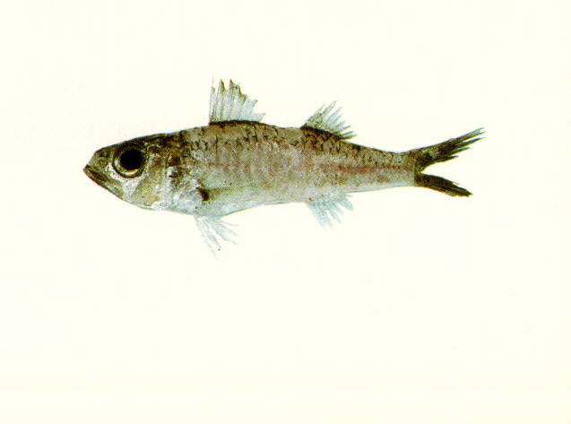 Parascombrops philippinensis