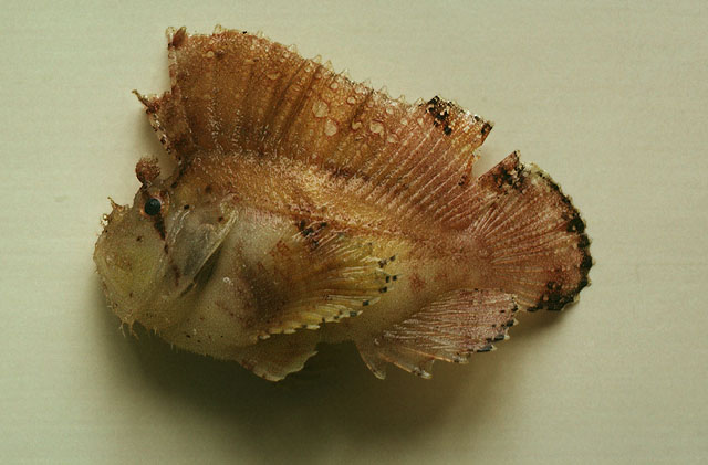 Taenianotus triacanthus