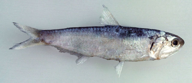 Thryssa encrasicholoides