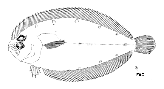 Trichopsetta caribbaea