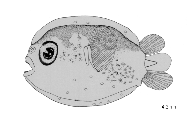 Tragulichthys jaculiferus