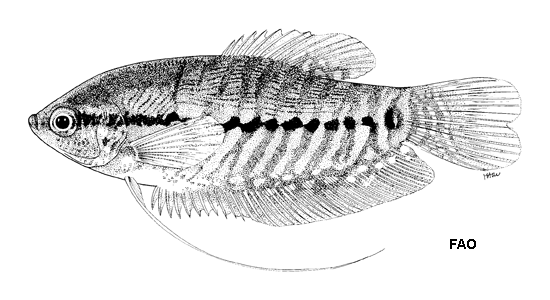 Trichopodus pectoralis