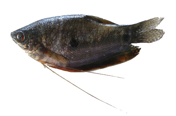 Trichopodus trichopterus