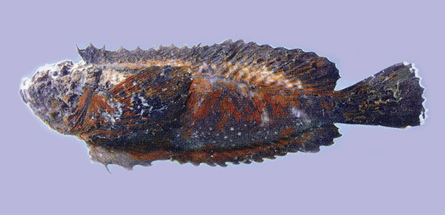 Trachicephalus uranoscopus