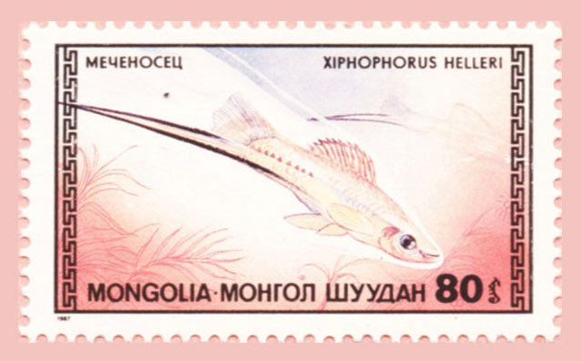 Xiphophorus hellerii